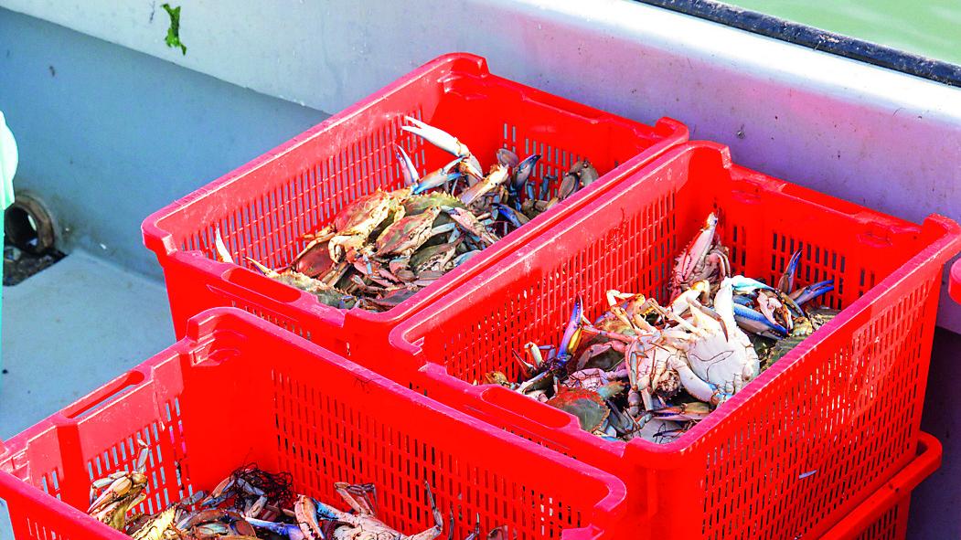 Goro, un imprenditore turco pensa di esportare il granchio blu negli Stati Uniti