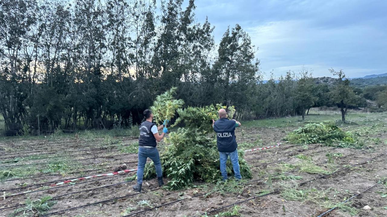 Benetutti, coltivava 2.000 piante di cannabis nell’azienda agricola: arrestato