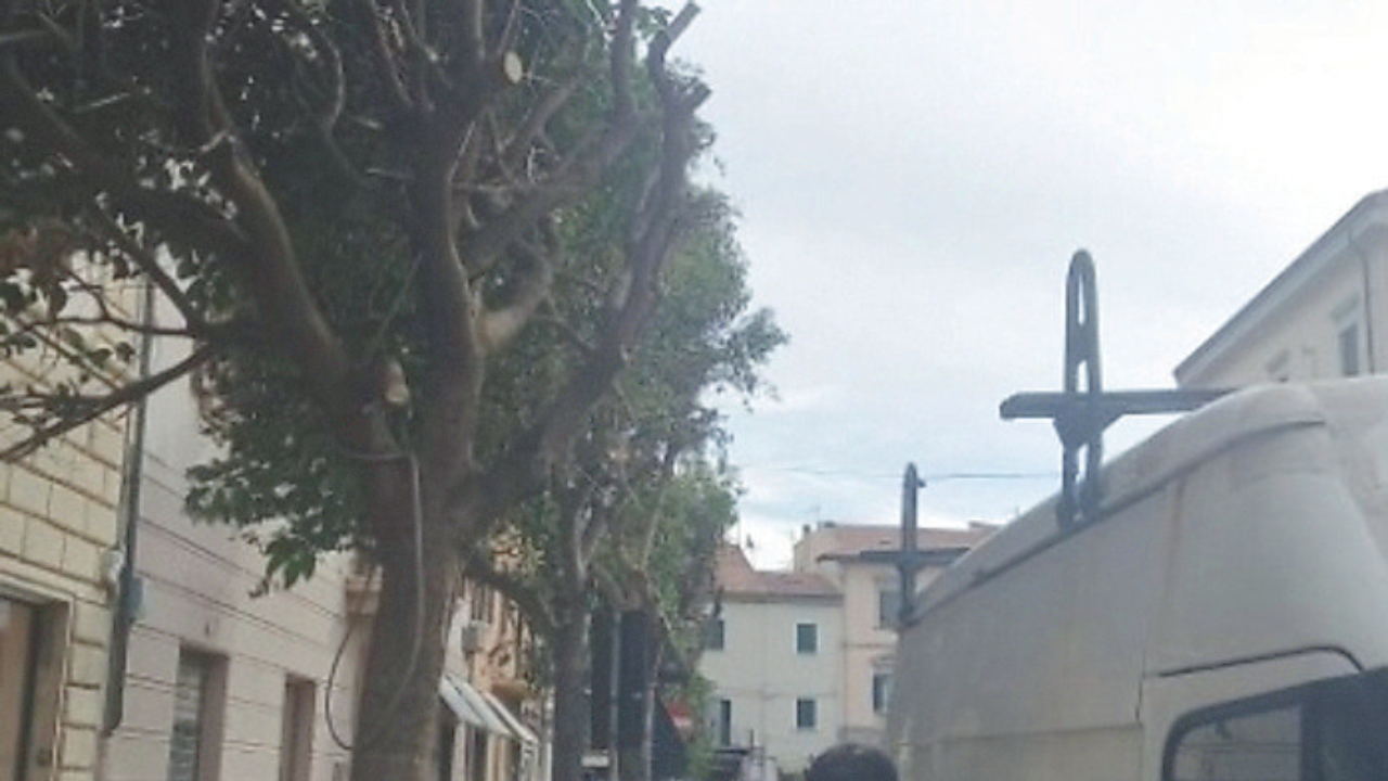 Gli alberi di via Diaz finiti al centro delle polemiche