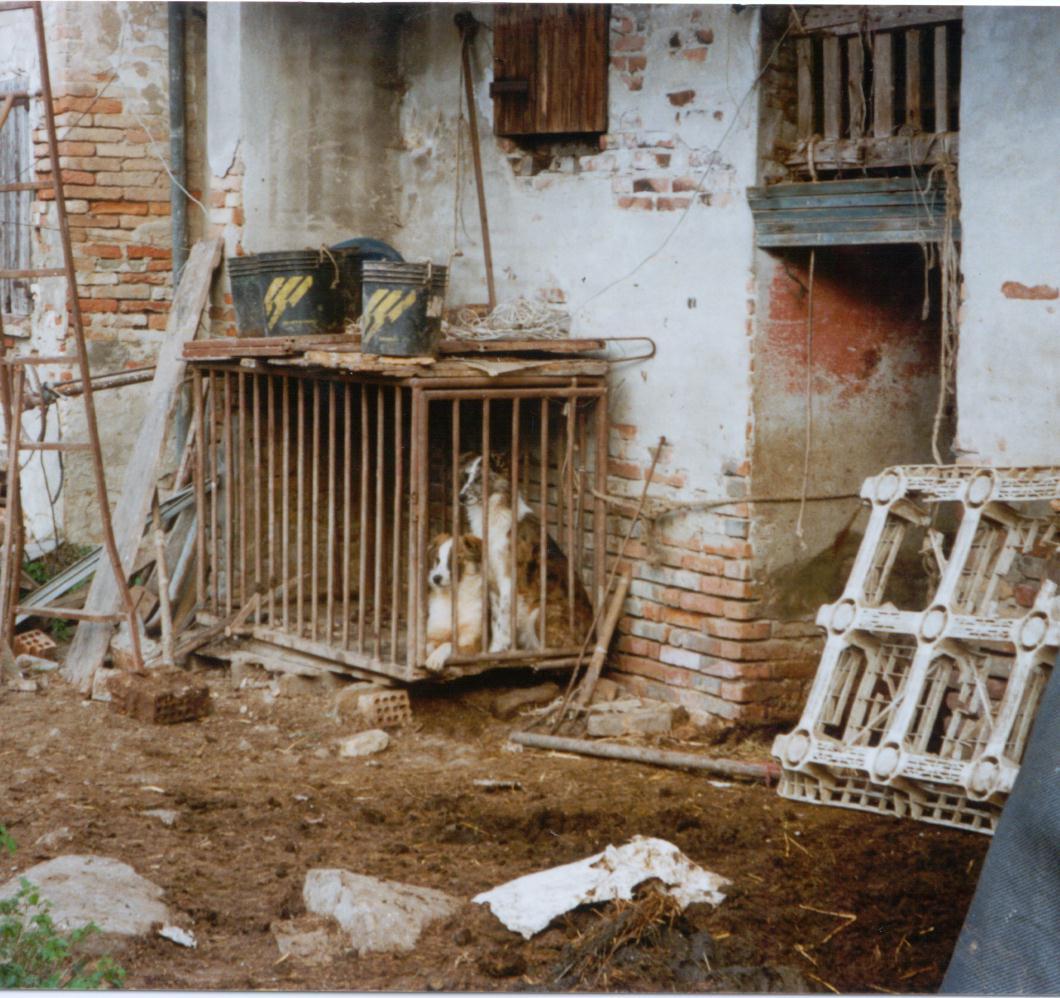  zoo inferno animali maltrattati