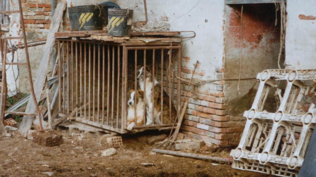 zoo inferno animali maltrattati