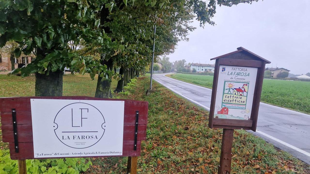 «Via Ferri è pericolosa: cani e gatti travolti dalle auto»