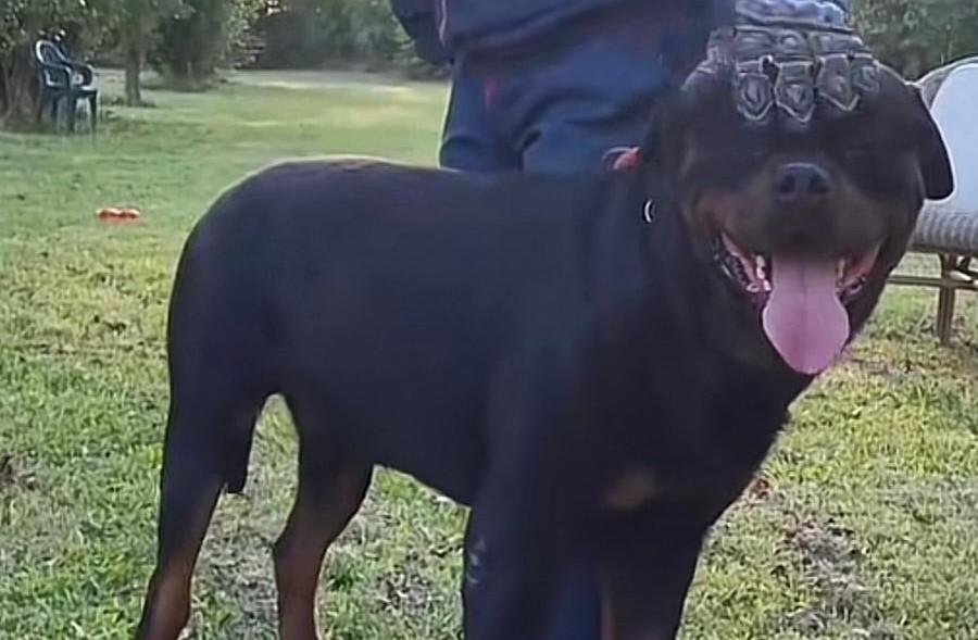 I rottweiler che uccisero la padrona a Concordia: «Erano instabili, così li ho recuperati»