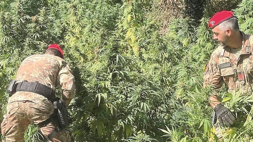 Nell’agro di Benetutti trovate 2000 piante di cannabis con un thc da record