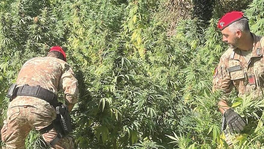 Nell’agro di Benetutti trovate 2000 piante di cannabis con un thc da record