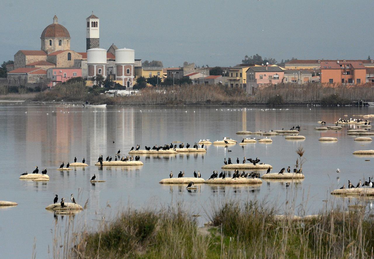 Troppi cormorani, censimento e poi gli abbattimenti