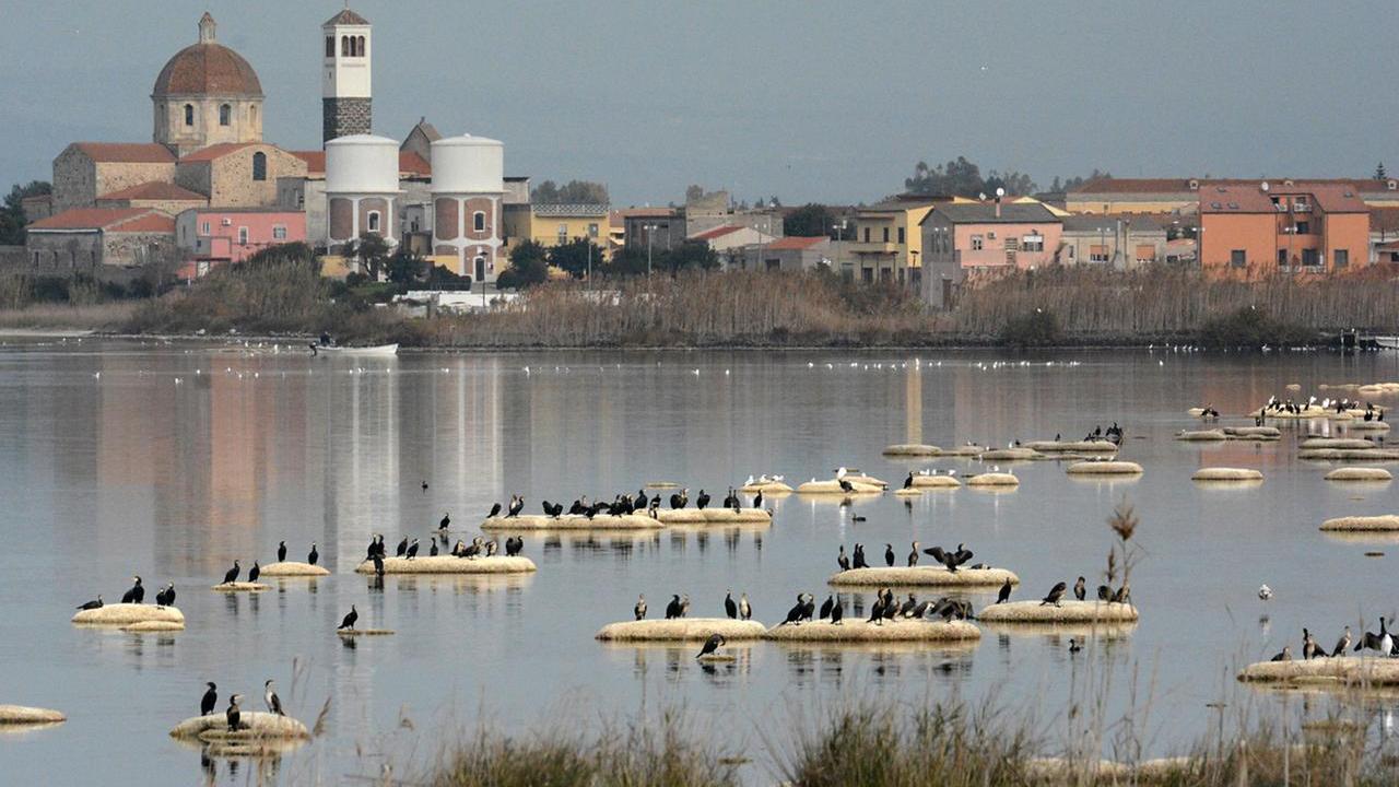 Troppi cormorani, censimento e poi gli abbattimenti
