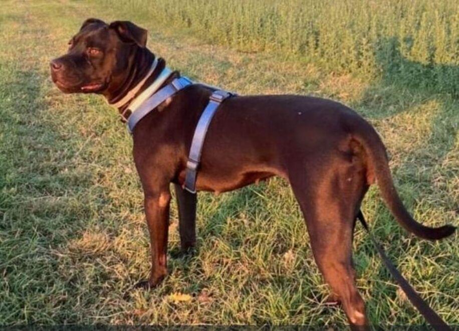 La padrona di Trilly non c’è più e lei è rimasta sola