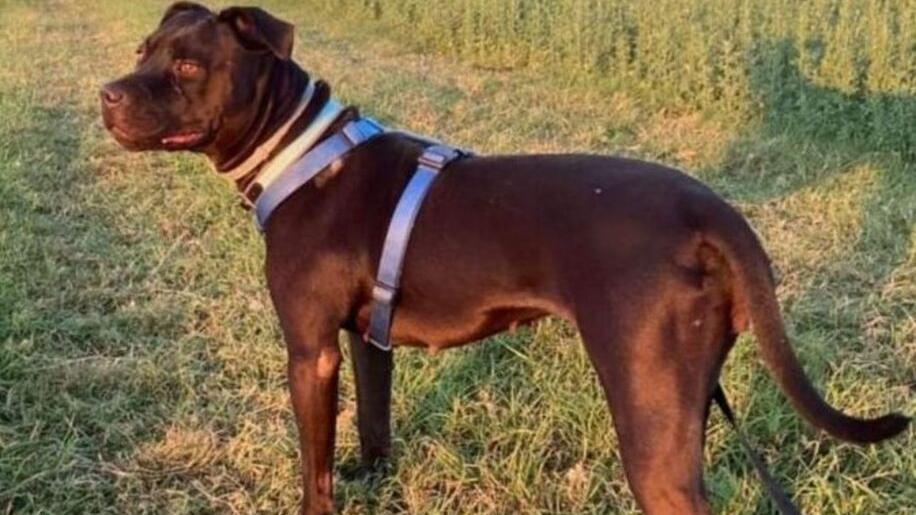 La padrona di Trilly non c’è più e lei è rimasta sola