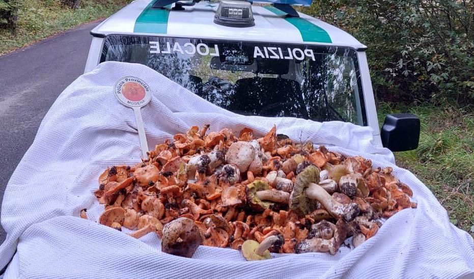 Fiumalbo, sequestrati 22 chili di funghi a un fungaiolo irregolare