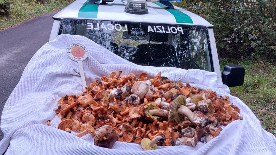 Fiumalbo, sequestrati 22 chili di funghi a un fungaiolo irregolare