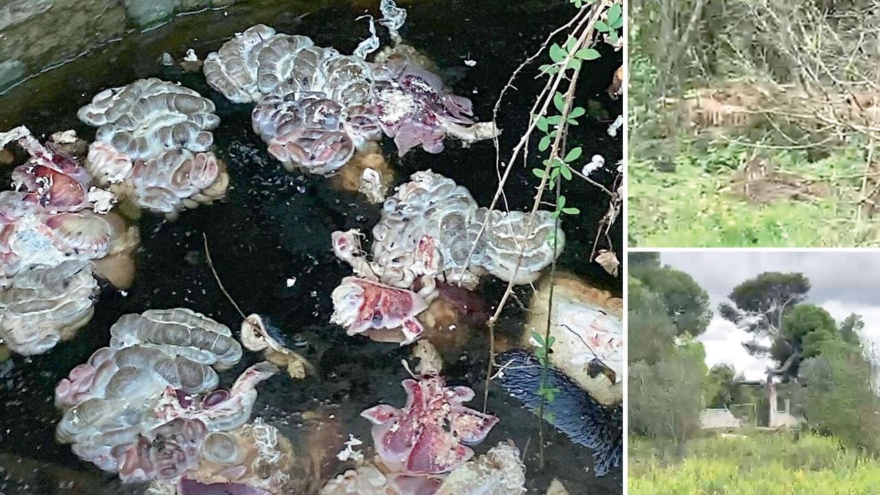 Nella foto a sinistra le interiora di animale nel pozzo. A destra il pozzo fotografato da lontano e l’ingresso a Villa Morazzana
