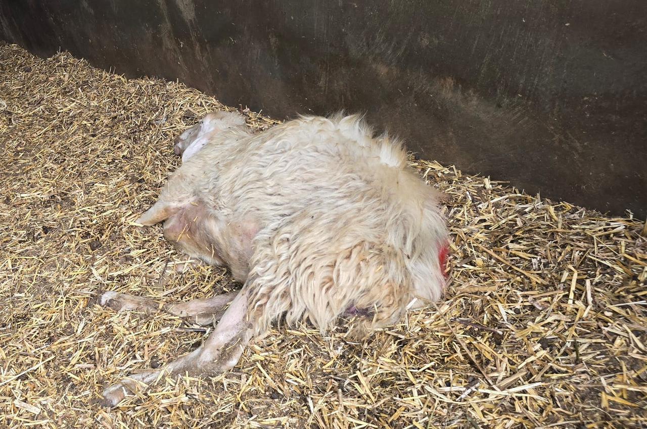 Lingua blu, Coldiretti: «Danni per oltre 25 milioni di euro»