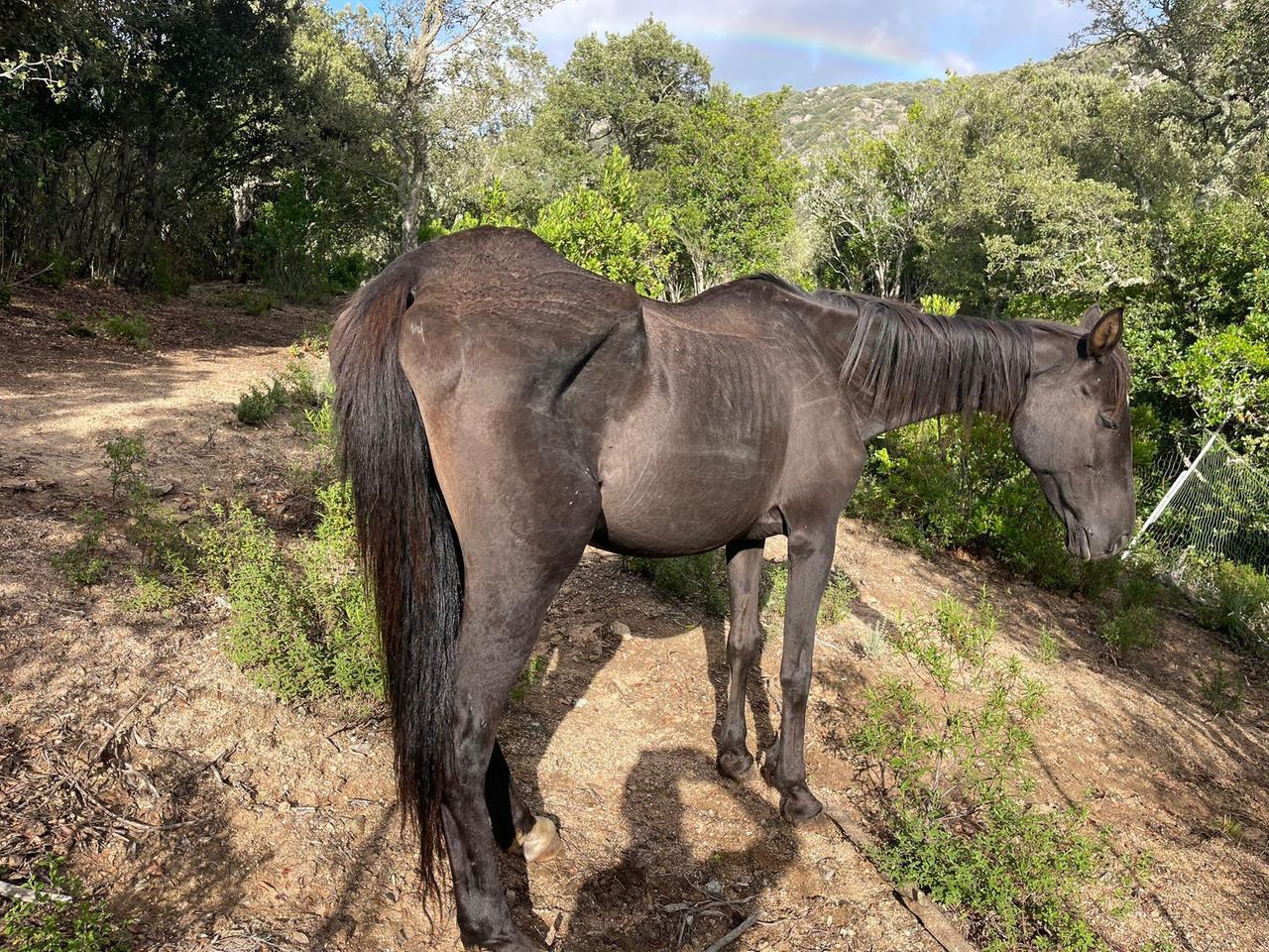 Calangianus, Nicole Berlusconi: «Morta cavalla denutrita, avremmo potuto salvarla»