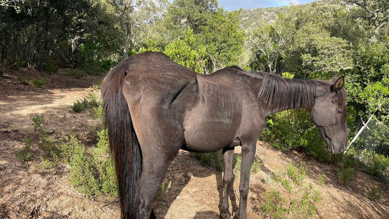 Calangianus, Nicole Berlusconi: «Morta cavalla denutrita, avremmo potuto salvarla»