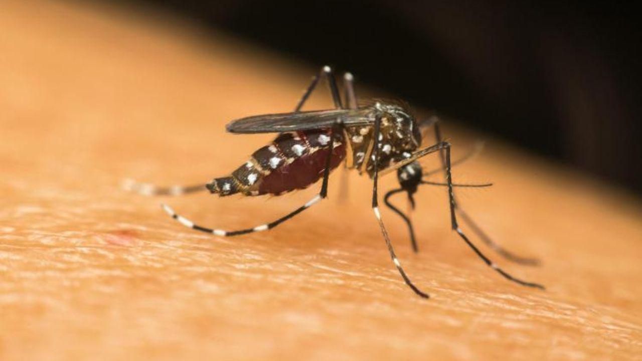 Tre casi di Dengue in Toscana