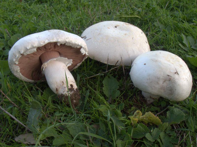 Sassari, cena a base di funghi: coppia di settantenni finisce all’ospedale