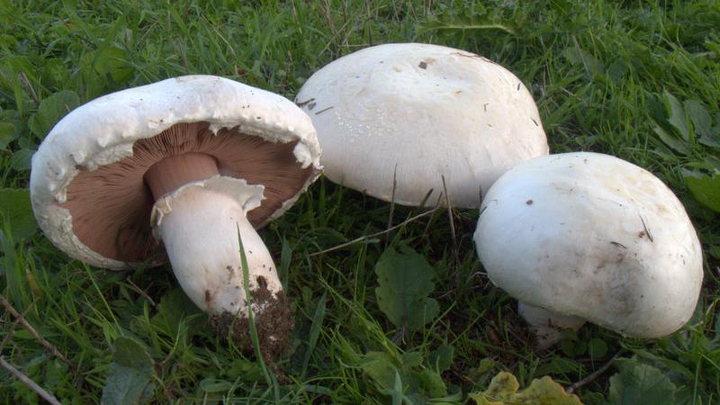 Sassari, cena a base di funghi: coppia di settantenni finisce all’ospedale