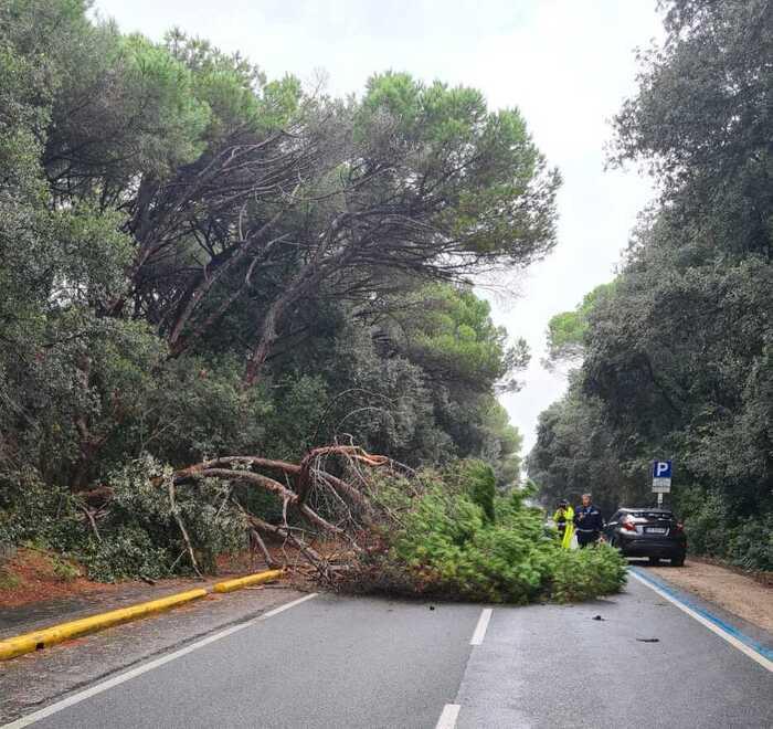 San Vincenzo, albero crolla sulla Principessa