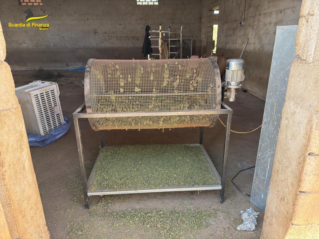 Sedilo, 57 chili di marijuana col “trimmer” in azienda: due arresti