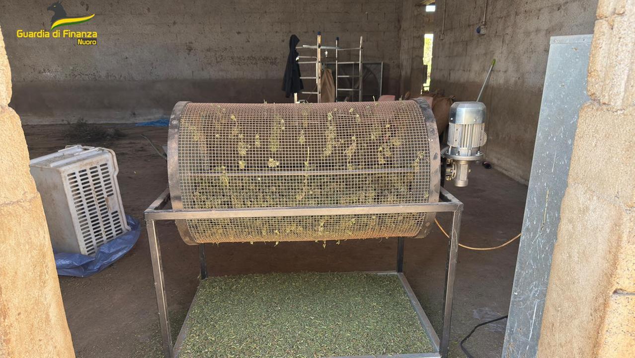 Sedilo, 57 chili di marijuana col “trimmer” in azienda: due arresti