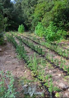 
	Una piantagione di marijuana (repertorio)

