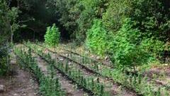 Una piantagione di marijuana (repertorio)