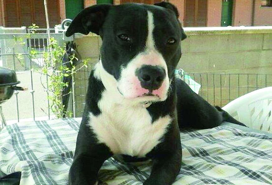 Riva del Po, salvato cane denutrito e abbandonato