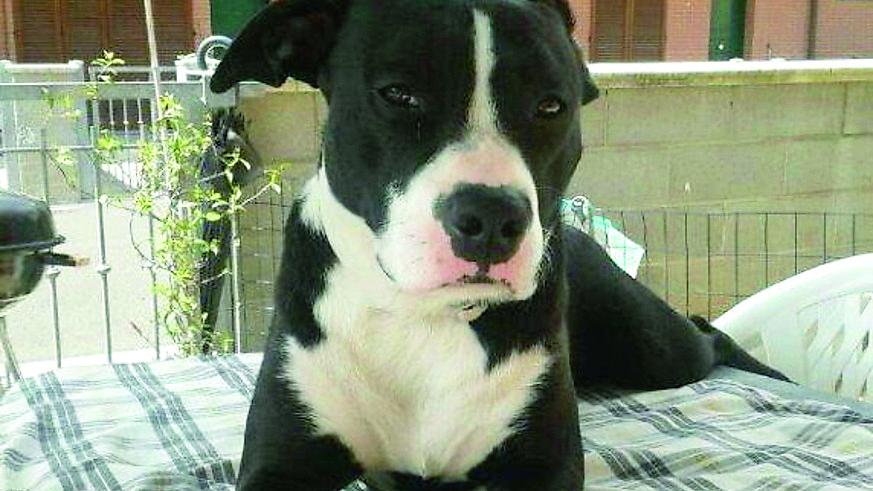 Riva del Po, salvato cane denutrito e abbandonato