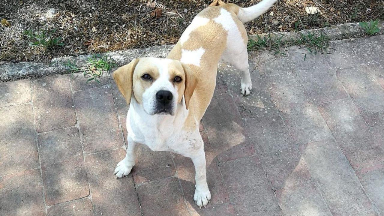 Il cane ucciso a Lucca