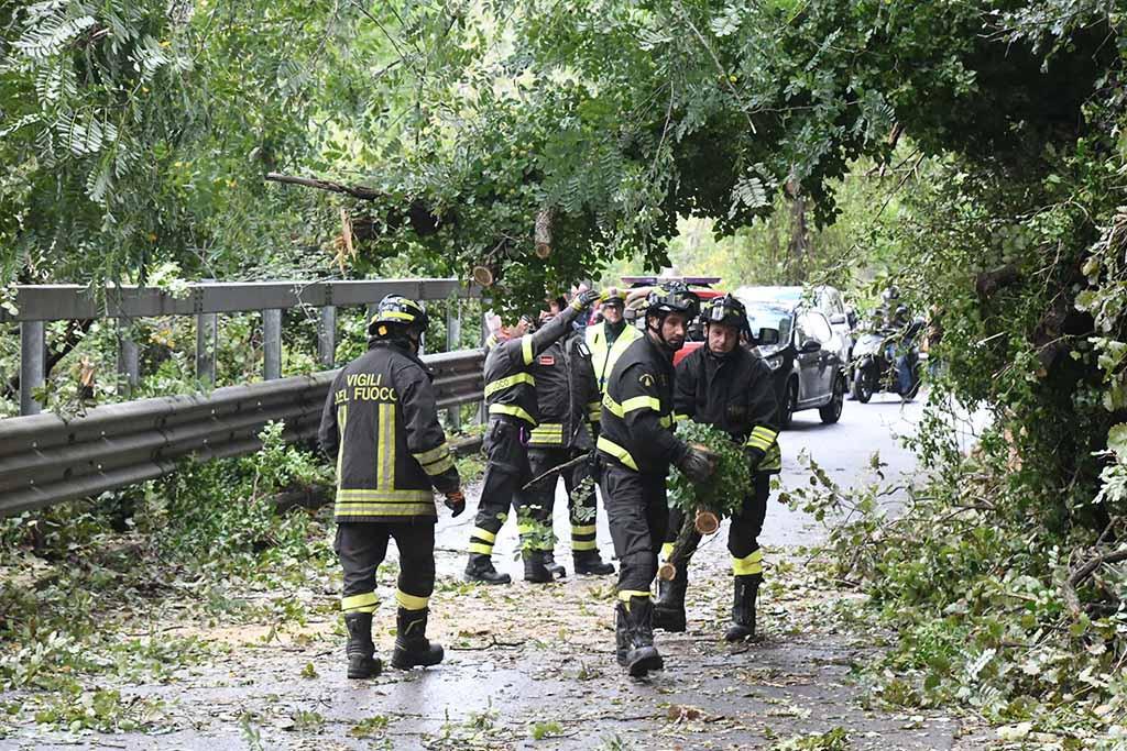 Carrara, albero sulla strada: traffico in tilt