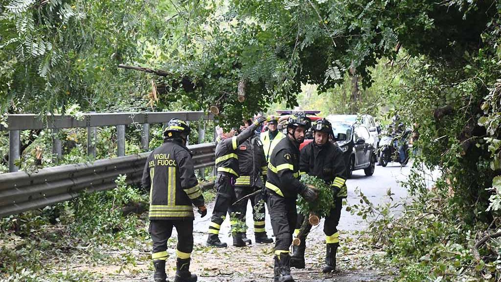 Carrara, albero sulla strada: traffico in tilt
