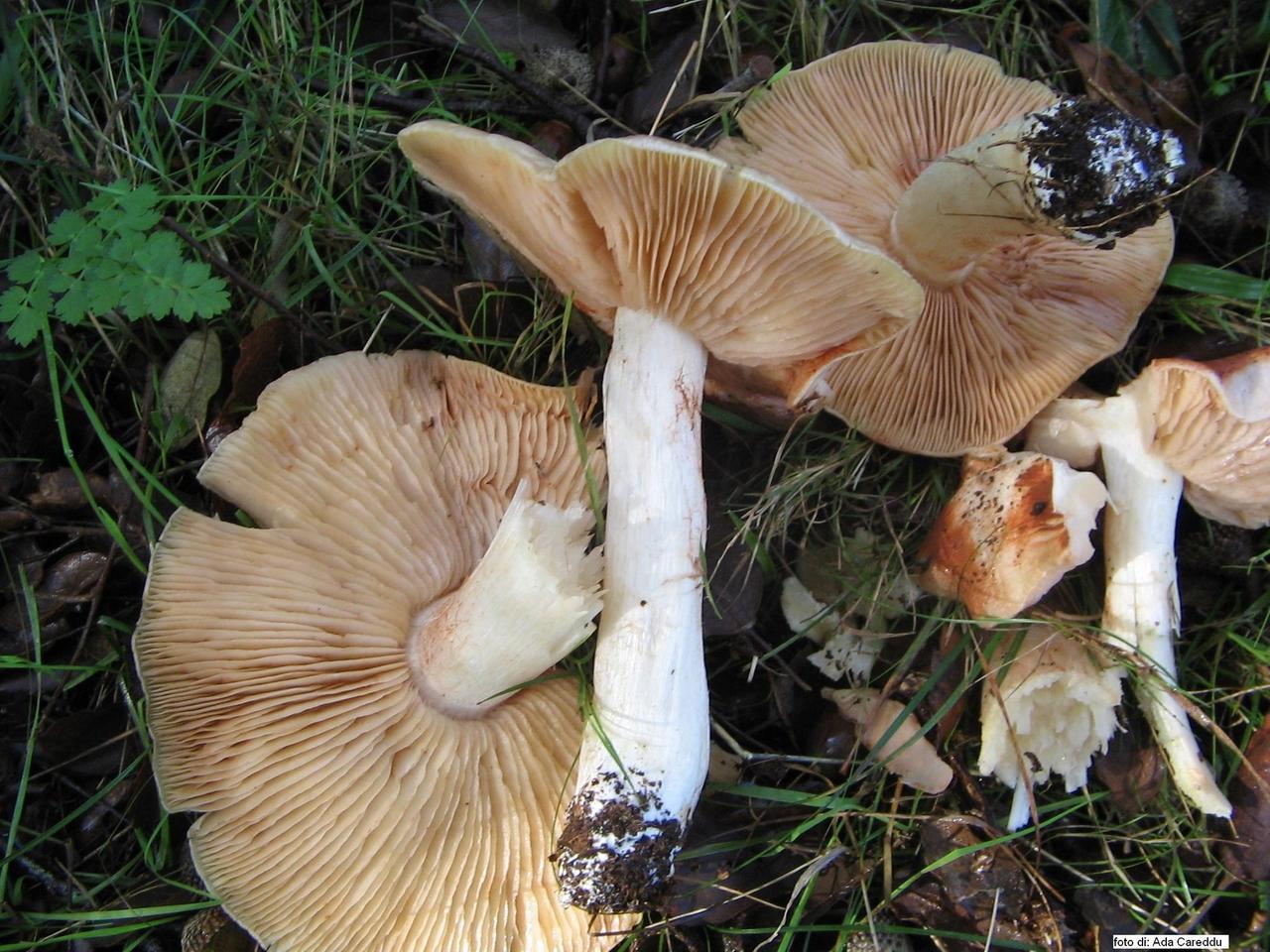 
	Entoloma Sinuatum, il fungo velenoso confuso con la popolare Antunna

