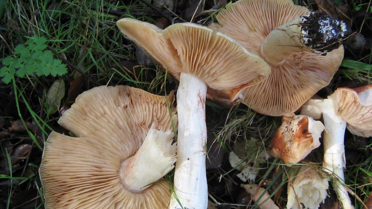 Entoloma Sinuatum, il fungo velenoso confuso con la popolare Antunna