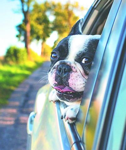 Come fare se Fido ha il mal d’auto