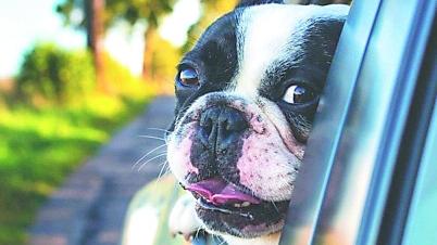 Come fare se Fido ha il mal d’auto