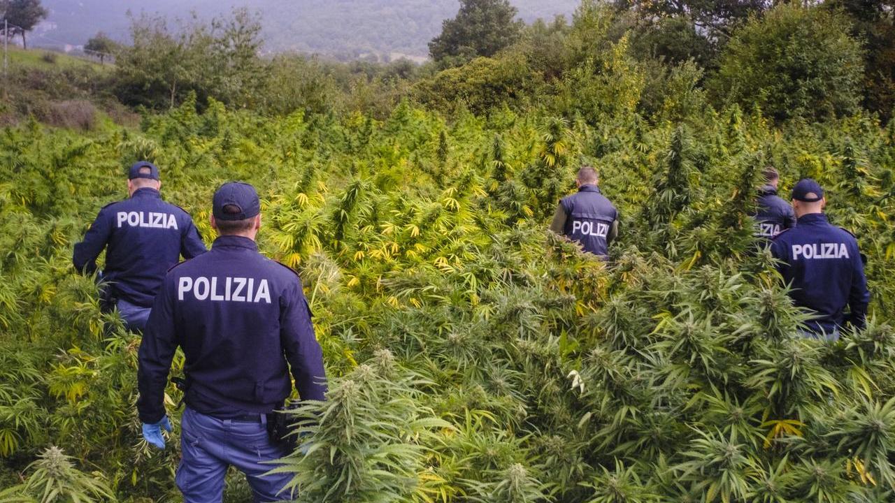 Ollolai, sequestrate mille piante di canapa