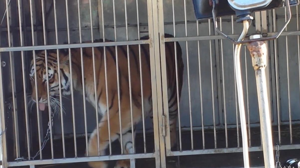 Arzachena, animali maltrattati al Circo Martin: la condanna è definitiva