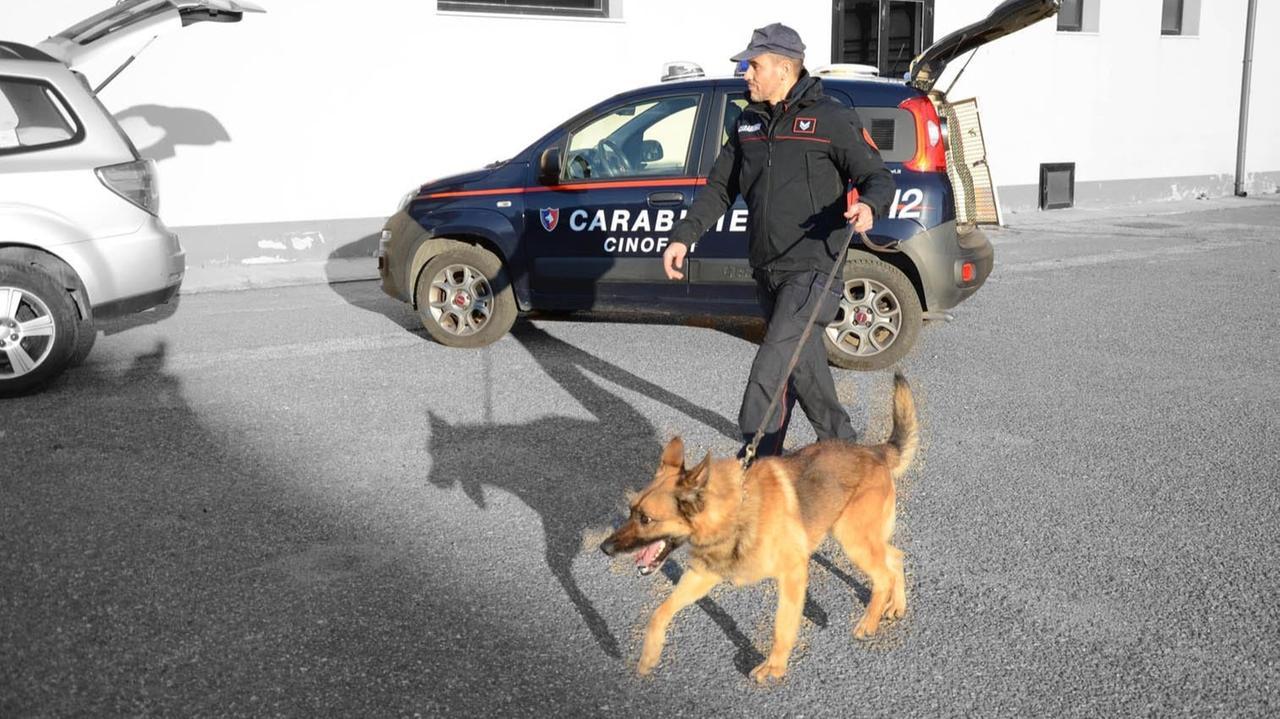 Due cani legati e abbandonati in un cortile a Villasimius: salvati dai carabinieri