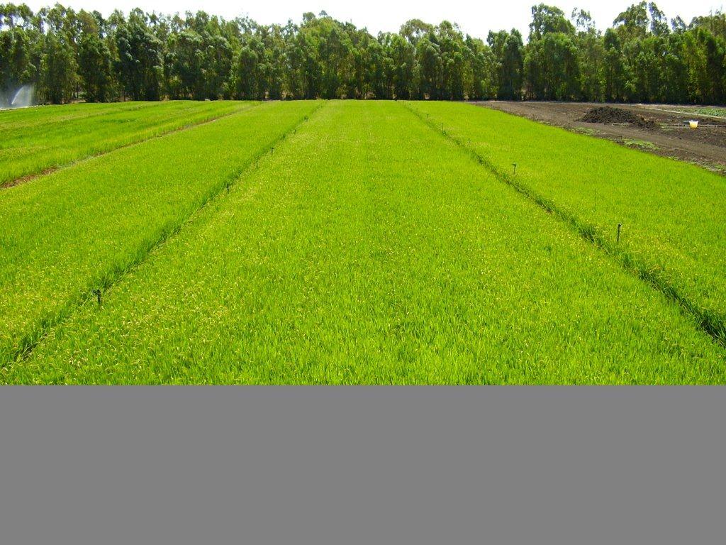 
	Una coltivazione di riso

