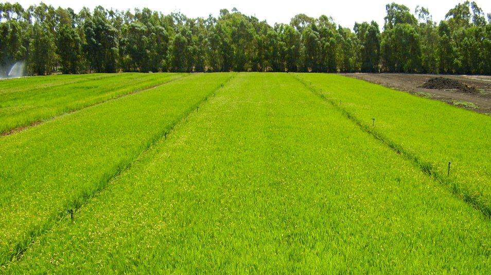 Una coltivazione di riso
