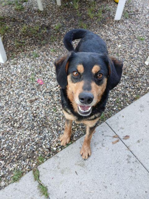 Il cane Rico, trovato abbandonato, cerca casa