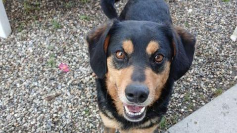 Il cane Rico, trovato abbandonato, cerca casa