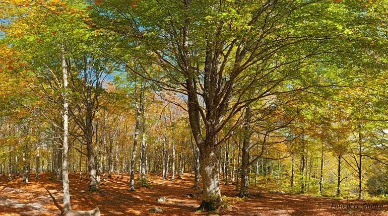 Bellezze d’autunno: dove ammirare il foliage in Emilia-Romagna