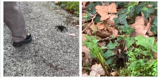 Una tarantola a spasso nel parco del Campus San Lazzaro
