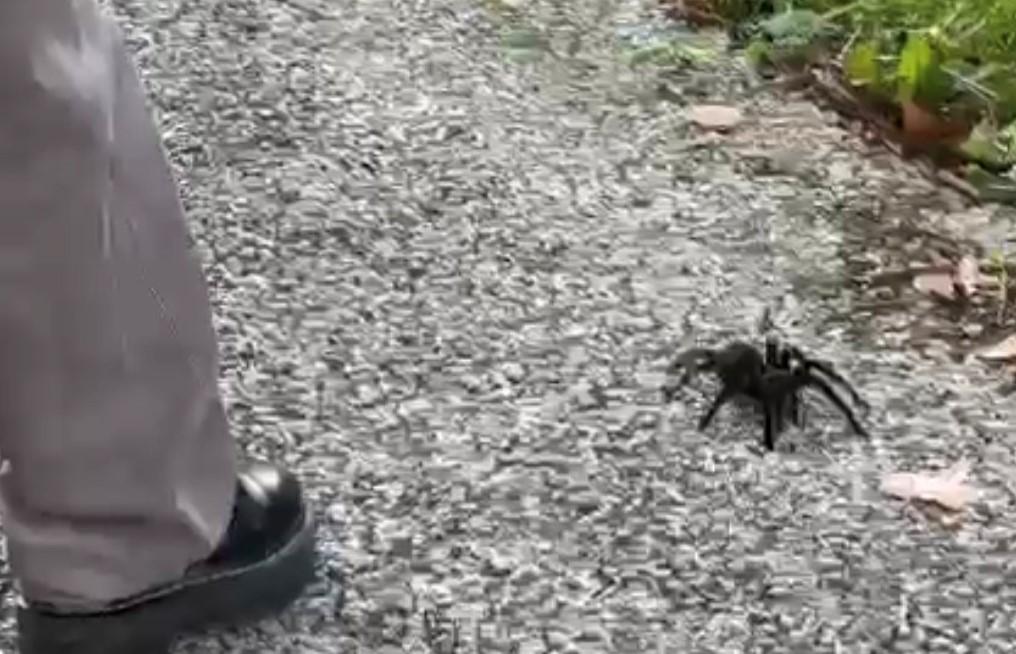 Tarantola “a passeggio” nel campus Unimore: curiosità e paura tra gli studenti