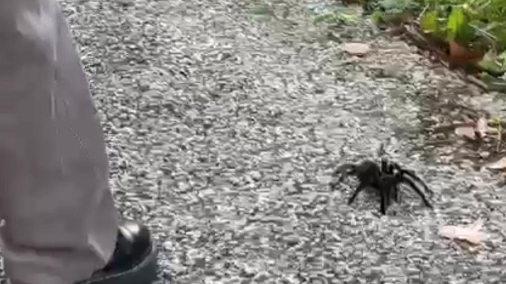 Tarantola “a passeggio” nel campus Unimore: curiosità e paura tra gli studenti