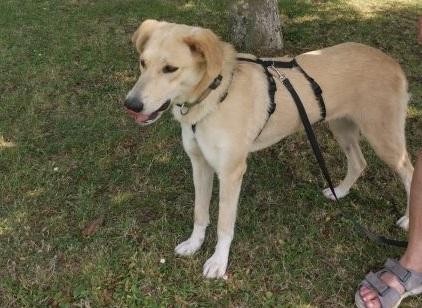 La cagnolina Milly cerca casa: i vecchi padroni l’hanno portata al canile