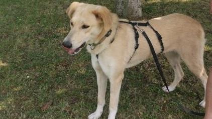 La cagnolina Milly cerca casa: i vecchi padroni l’hanno portata al canile