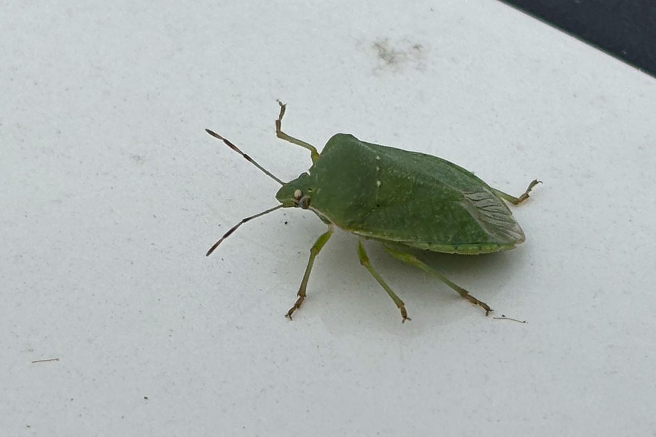 L’invasione delle cimici a Ferrara.  Flagello per l’agricoltura